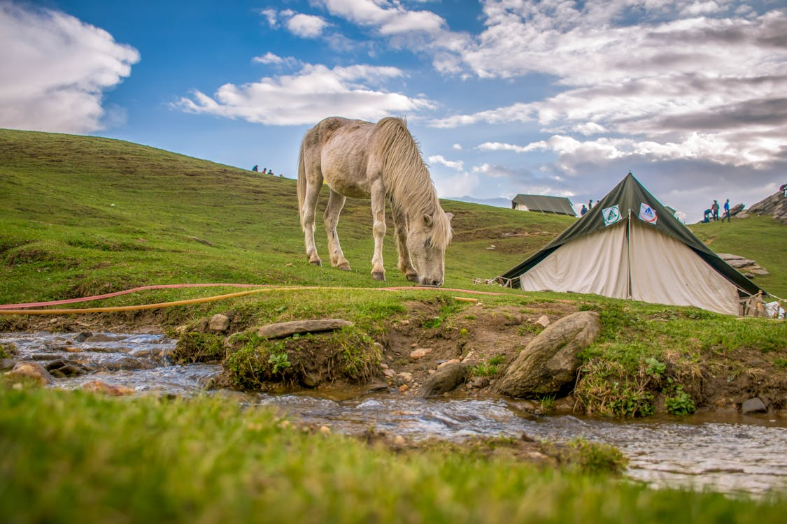 Camping With Horses: What You Need to Know