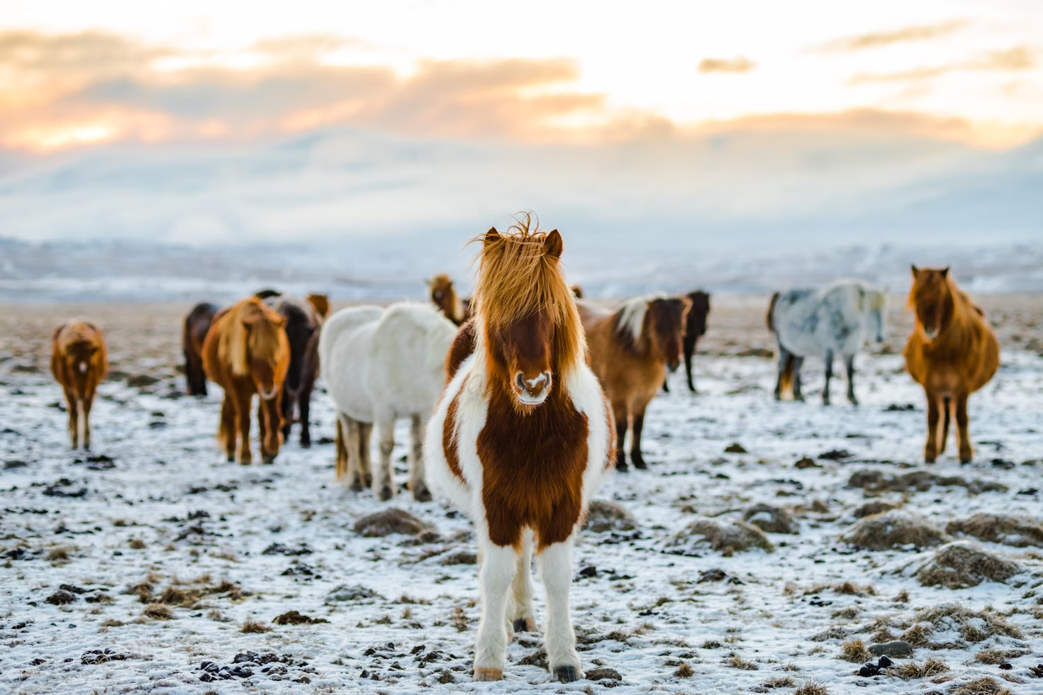 Iceland Horseback Riding Guide for Travelers